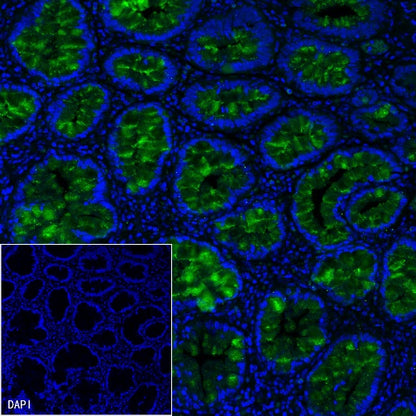 S-RMab® MUC2 Recombinant Rabbit mAb (SDT-345-148)