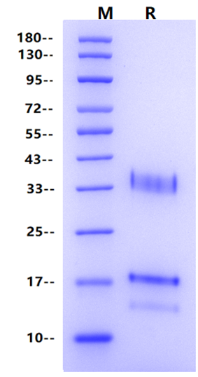 VHL/Elongin-C/Elongin-B Complex Protein, Human