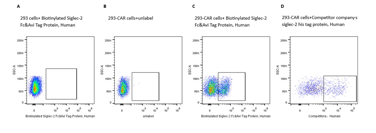 Biotinylated Siglec-2/CD22 Fc&Avi Tag Protein, Human