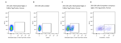 Biotinylated Siglec-2/CD22 Fc&Avi Tag Protein, Human