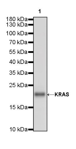 KRAS Recombinant Rabbit mAb (S-R291)