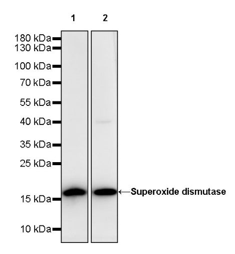 Superoxide dismutase Rabbit Polyclonal Antibody