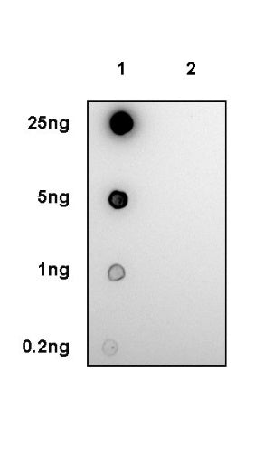 Phospho-RIP3 (Ser232) Recombinant Rabbit mAb (S-1134-6)