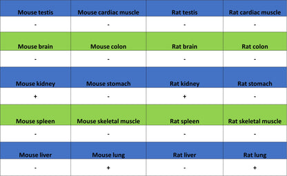Napsin A Recombinant Mouse mAb,PBS Only (SDT-4204)