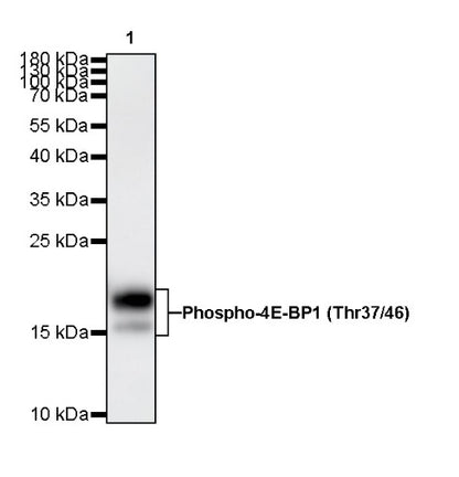 Phospho-4E-BP1 (Thr37/46) Recombinant Rabbit mAb (S-744-46)