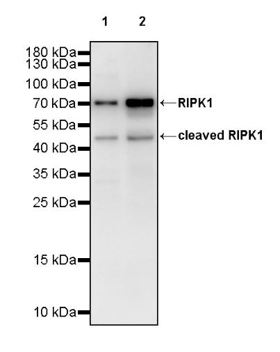 RIPK1 Rabbit Polyclonal Antibody