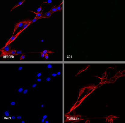 CD4 Recombinant Rabbit mAb (S-6203)