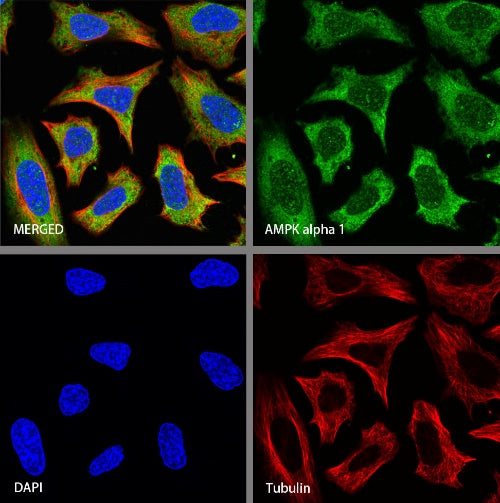 AMPK α1 Rabbit Polyclonal Antibody