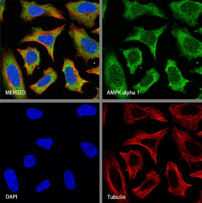 AMPK α1 Rabbit Polyclonal Antibody