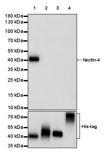 S-RMab® Nectin-4 Recombinant Rabbit mAb (SDT-277-314)
