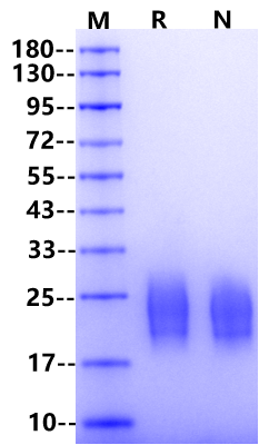 IL-13 Protein, Rat