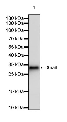 Snail Recombinant Rabbit mAb (S-3257)