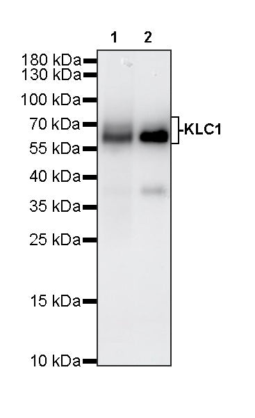 KLC1 Recombinant Rabbit mAb (S-4556-8)