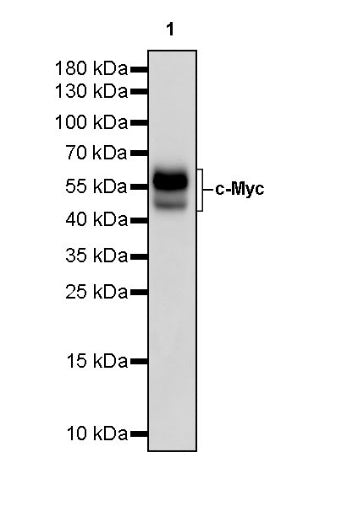 c-Myc Recombinant Rabbit mAb (S-519-54)