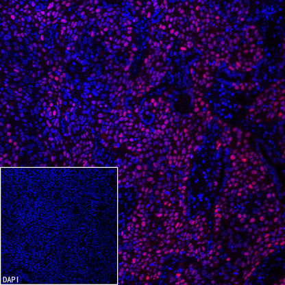 Goat anti-Rabbit IgG(H+L) (Cy3 Conjugate)