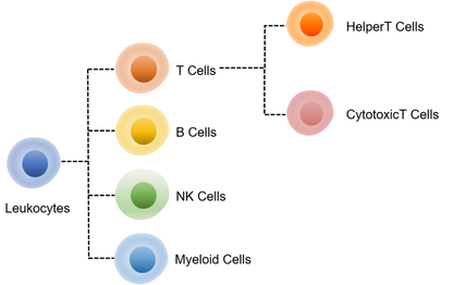 Mouse Immune Cell Subset Panel Kit