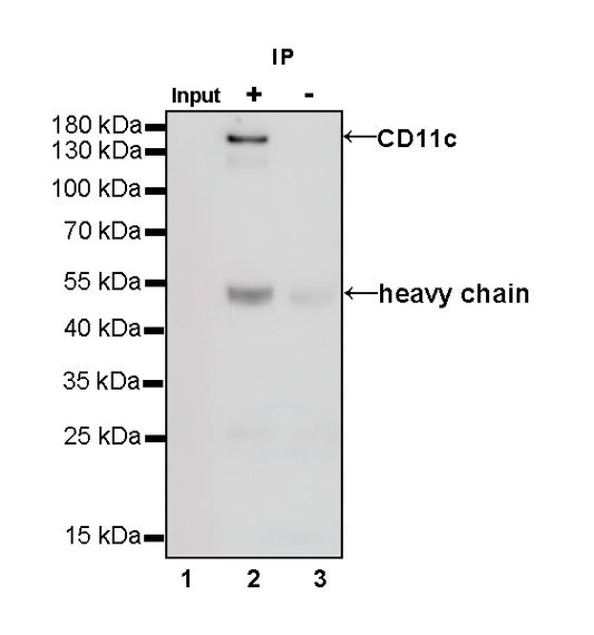 CD11c Recombinant Rabbit mAb,PBS Only (SDT-396-48)
