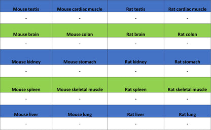 ALPI Recombinant Rabbit mAb (S-3768-104)