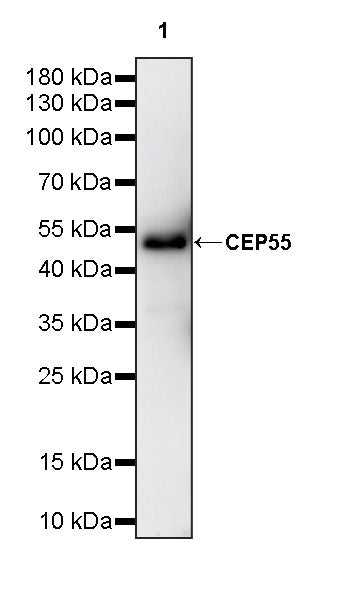 CEP55 Recombinant Rabbit mAb (S-3562-33)