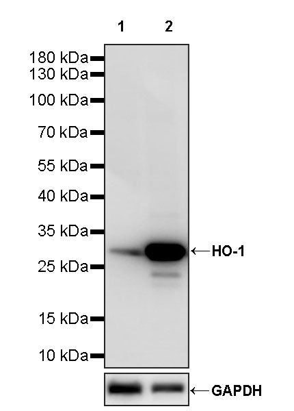 HO-1 Rabbit Polyclonal Antibody