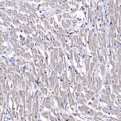 SIRT2 Mouse mAb