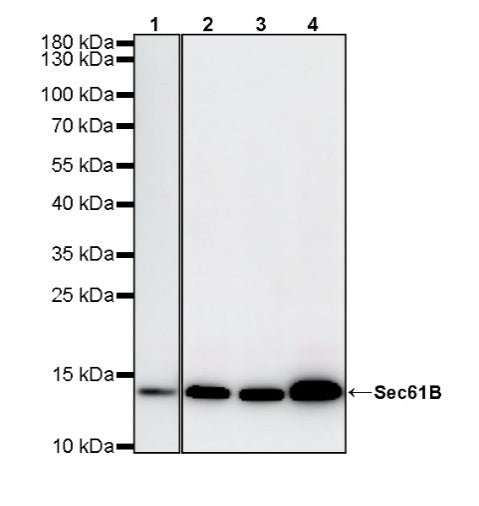 Sec61B Recombinant Rabbit mAb (S-4499-3)