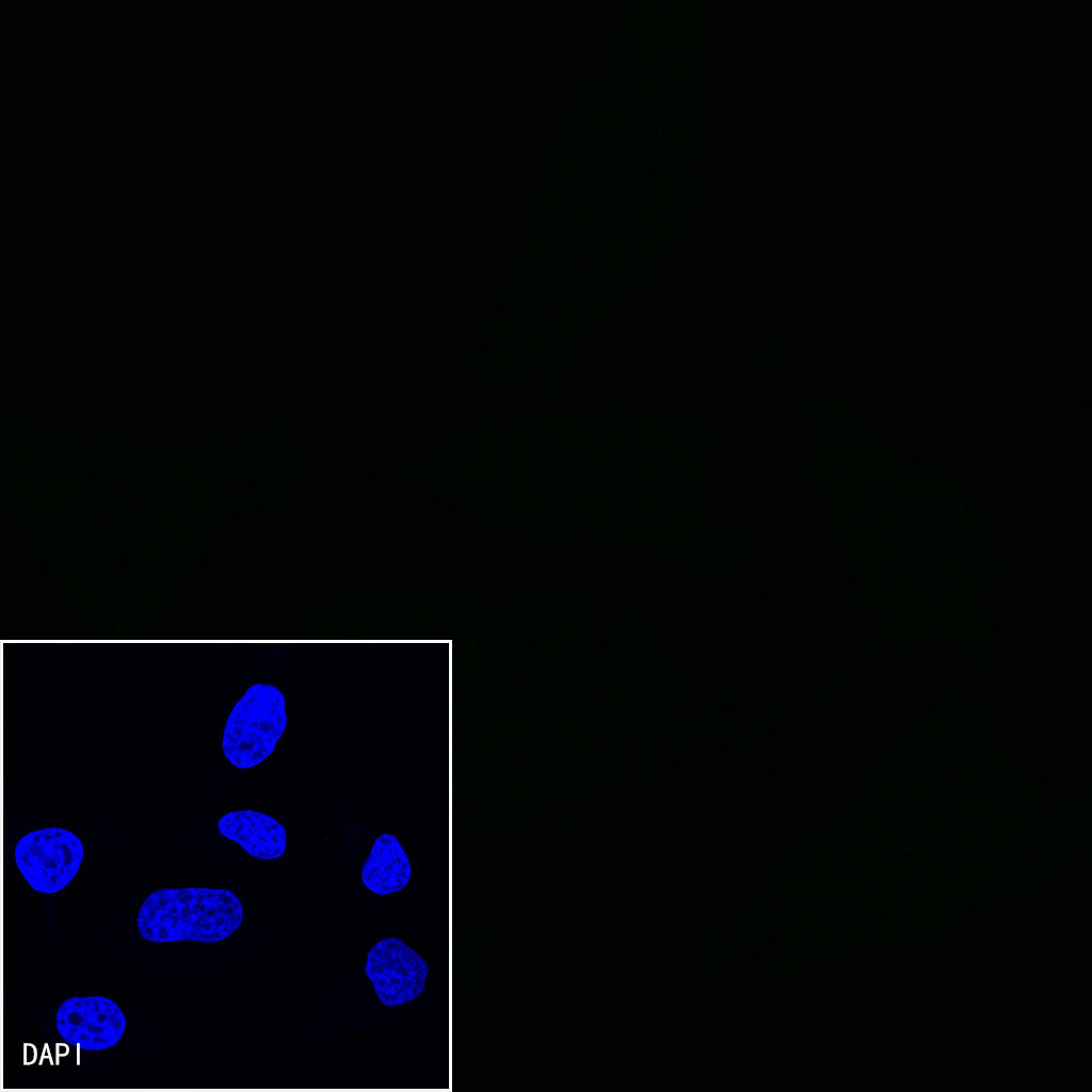 CD27 Mouse mAb (S-568-2)