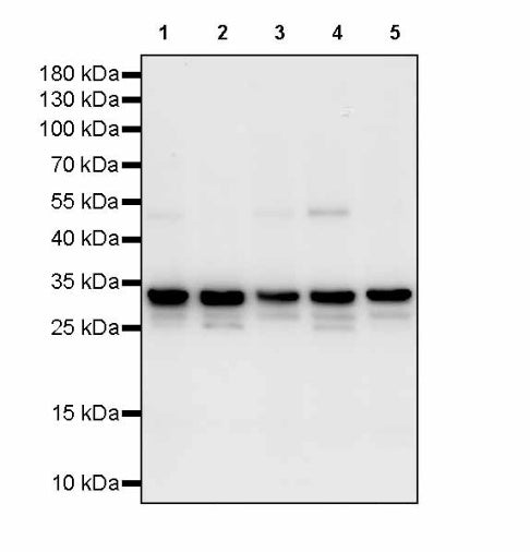 VDAC1 + VDAC2 + VDAC3 Rabbit Polyclonal Antibody