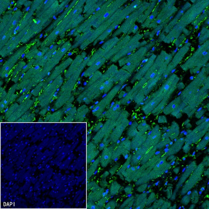 TRIM63 Recombinant Rabbit mAb (S-2304-110)