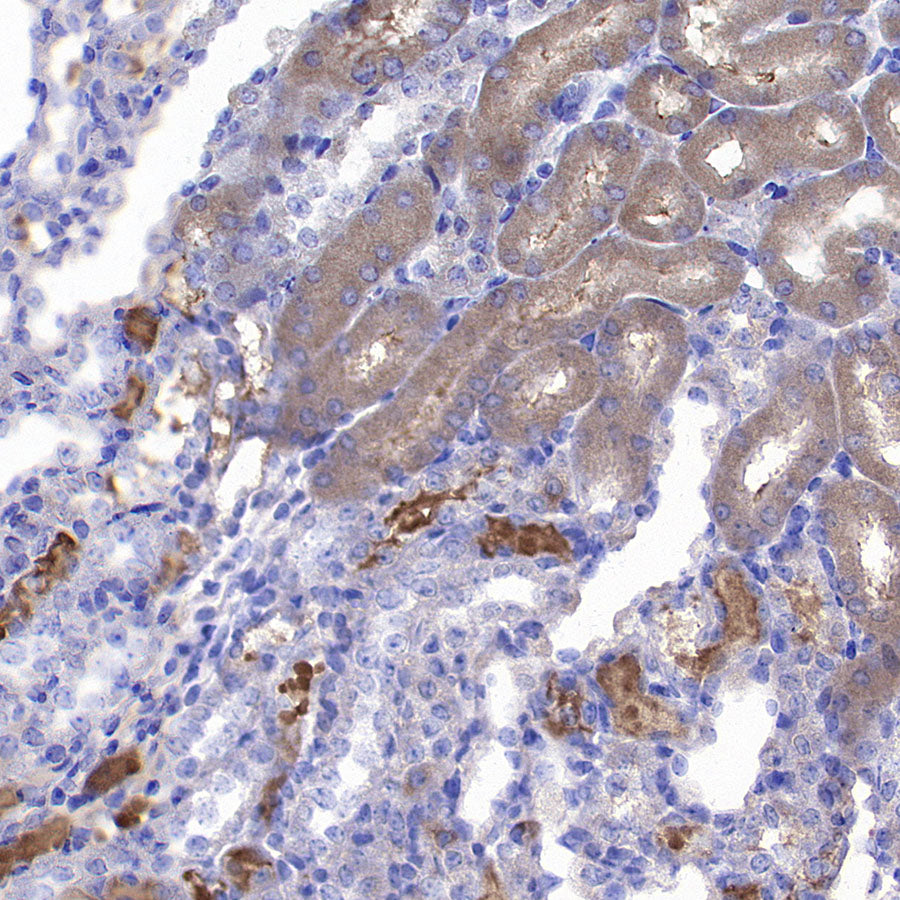 TXNRD1 Mouse mAb (S-M0053)