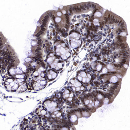 OGT Mouse mAb