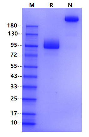 FGF-R2(IIIb) Fc Chimera Protein, Human