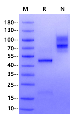 TSLP Fc Chimera Protein, Human