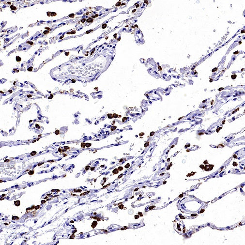 Napsin A Recombinant Rabbit mAb, PBS Only (SDT-2777-115)