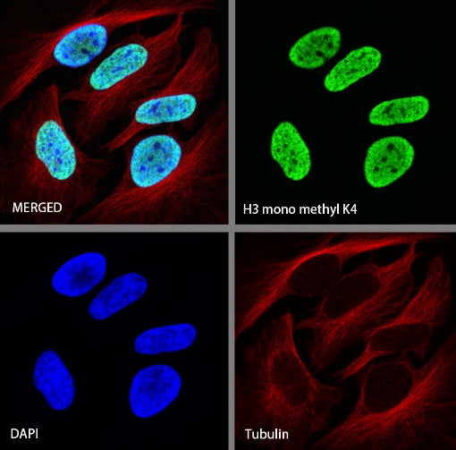 Histone H3 (mono methyl K4) Rabbit polyclonal antibody