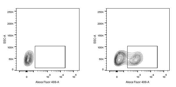 His tag Rabbit Polyclonal Antibody