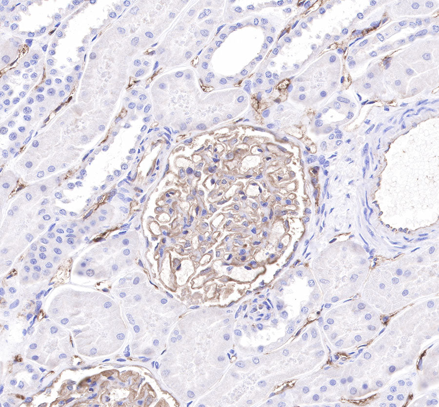CD34 Recombinant Rabbit mAb,PBS Only (SDT-051-68)