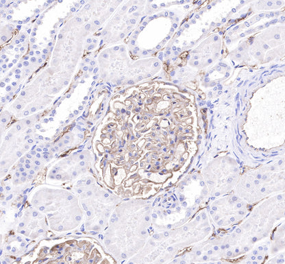CD34 Recombinant Rabbit mAb,PBS Only (SDT-051-68)
