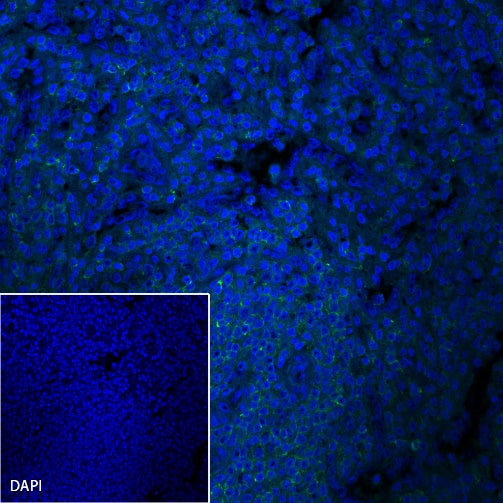 CD45 Recombinant Rabbit mAb (Alexa Fluor® 488 Conjugate) (S-R035)