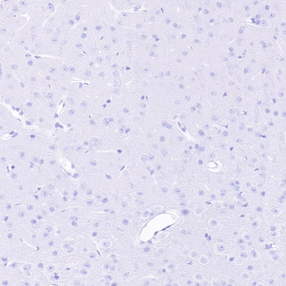 S-RMab® DAZL Recombinant Rabbit mAb (S-1588-3)