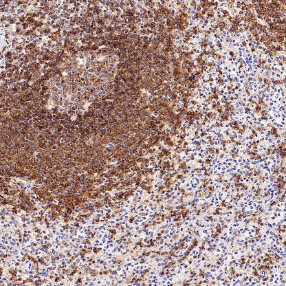 CD352/SLAM6 Recombinant Rabbit mAb (SDT-2472-77)