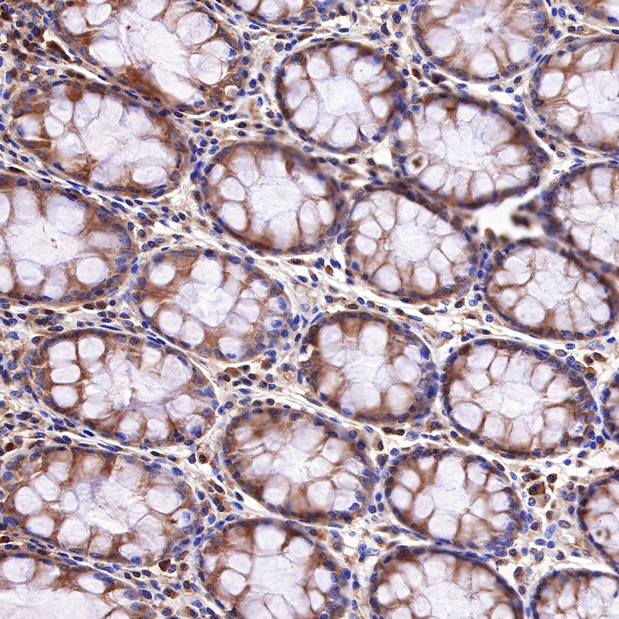 Hsp90 beta Recombinant Rabbit mAb (SDT-359-59)