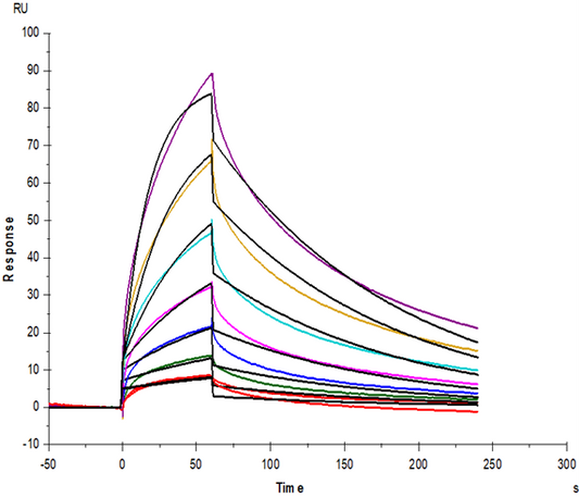 DNAM-1/CD226 His Tag Protein, Human