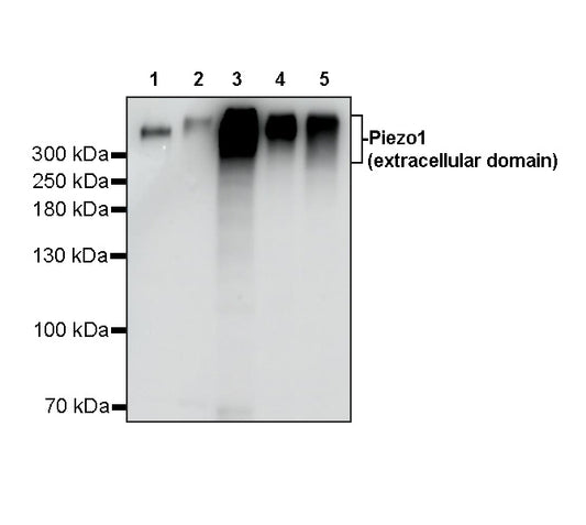 Piezo1 (extracellular domain) Recombinant Rabbit mAb