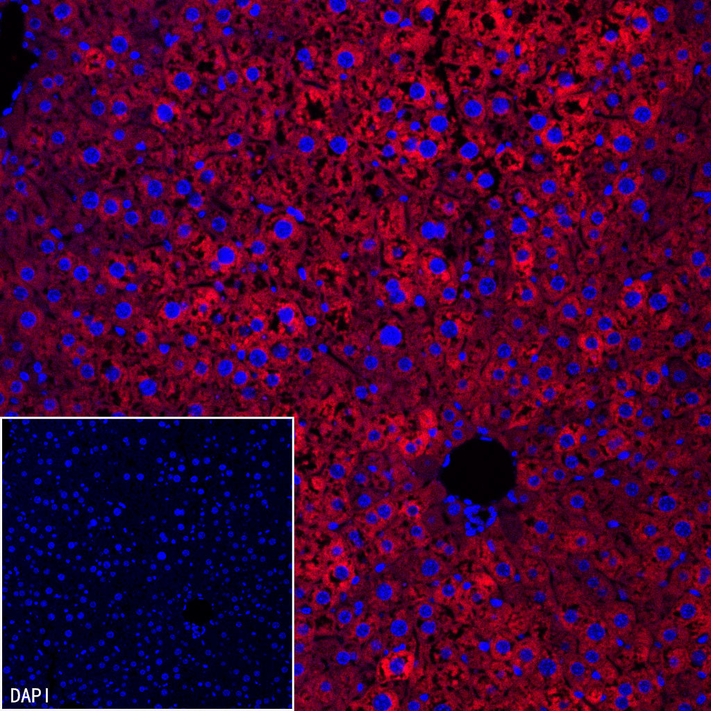 FASN Recombinant Rabbit mAb (Alexa Fluor® 555 Conjugate) (S-682-32)