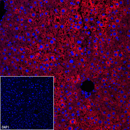 FASN Recombinant Rabbit mAb (Alexa Fluor® 555 Conjugate) (S-682-32)