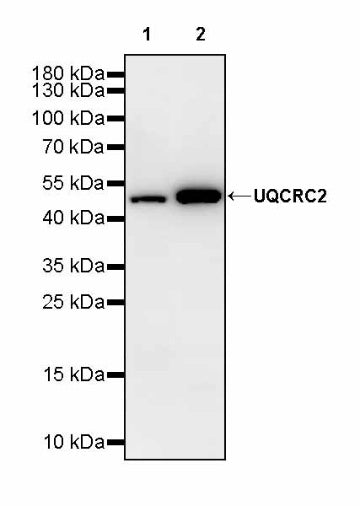 UQCRC2 Recombinant Rabbit mAb (S-1890-227)