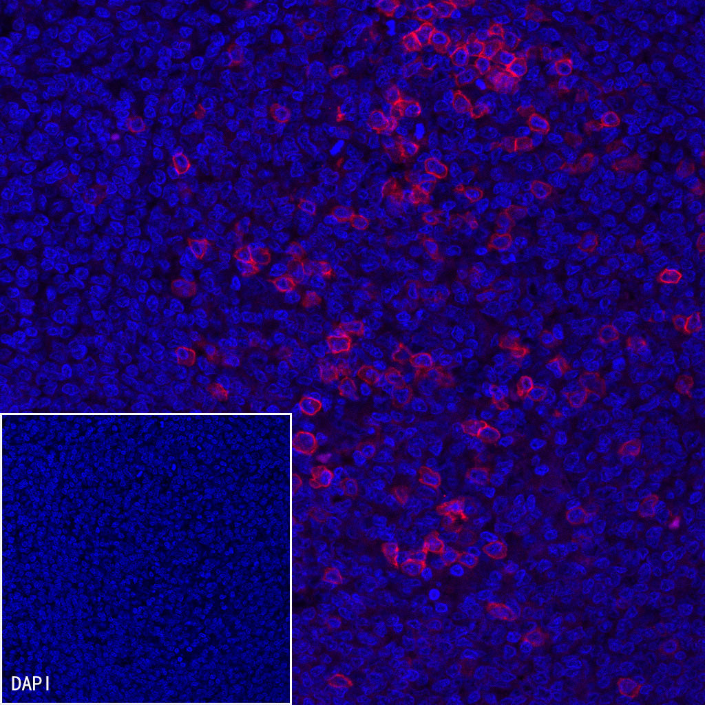 CD38 Recombinant Rabbit mAb (Alexa Fluor® 594 Conjugate) (S-031-45-2)