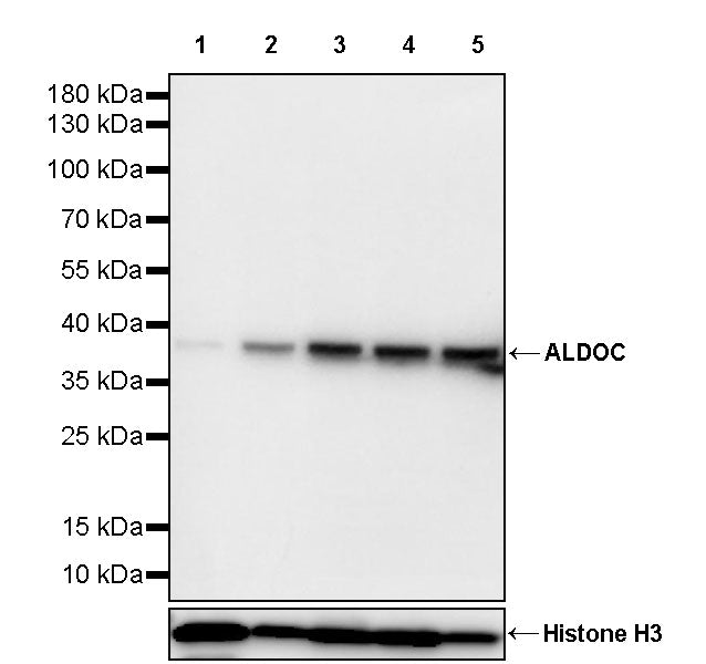 ALDOC Rabbit Polyclonal Antibody
