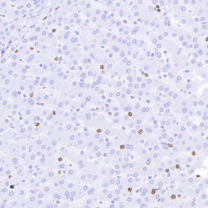 S-RMab® Ki67 Recombinant Rabbit mAb (SDT-R459)